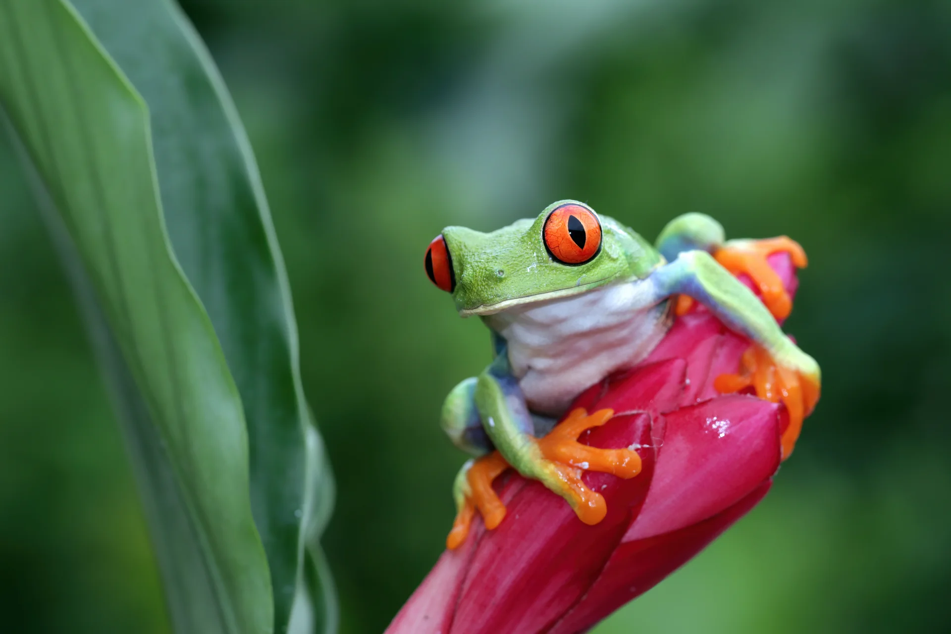 Redeyed Tree Frog Closeup Leaves Redeyed Tree Frog Agalychnis Callidryas Closeup Branch. Uncategorized wallpaper. 6960×464…