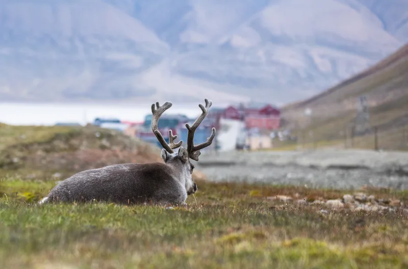 Reindeer Resting Night Front Longyearbyen Svalbard Arctic