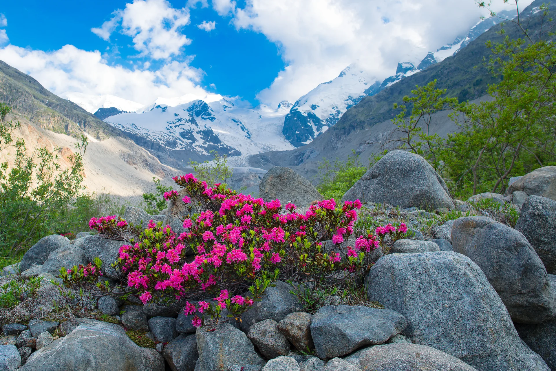 Rhododendrons High Mountains Alpine Glacier. Nature wallpaper. 4795×3200px. Free download for personal use.