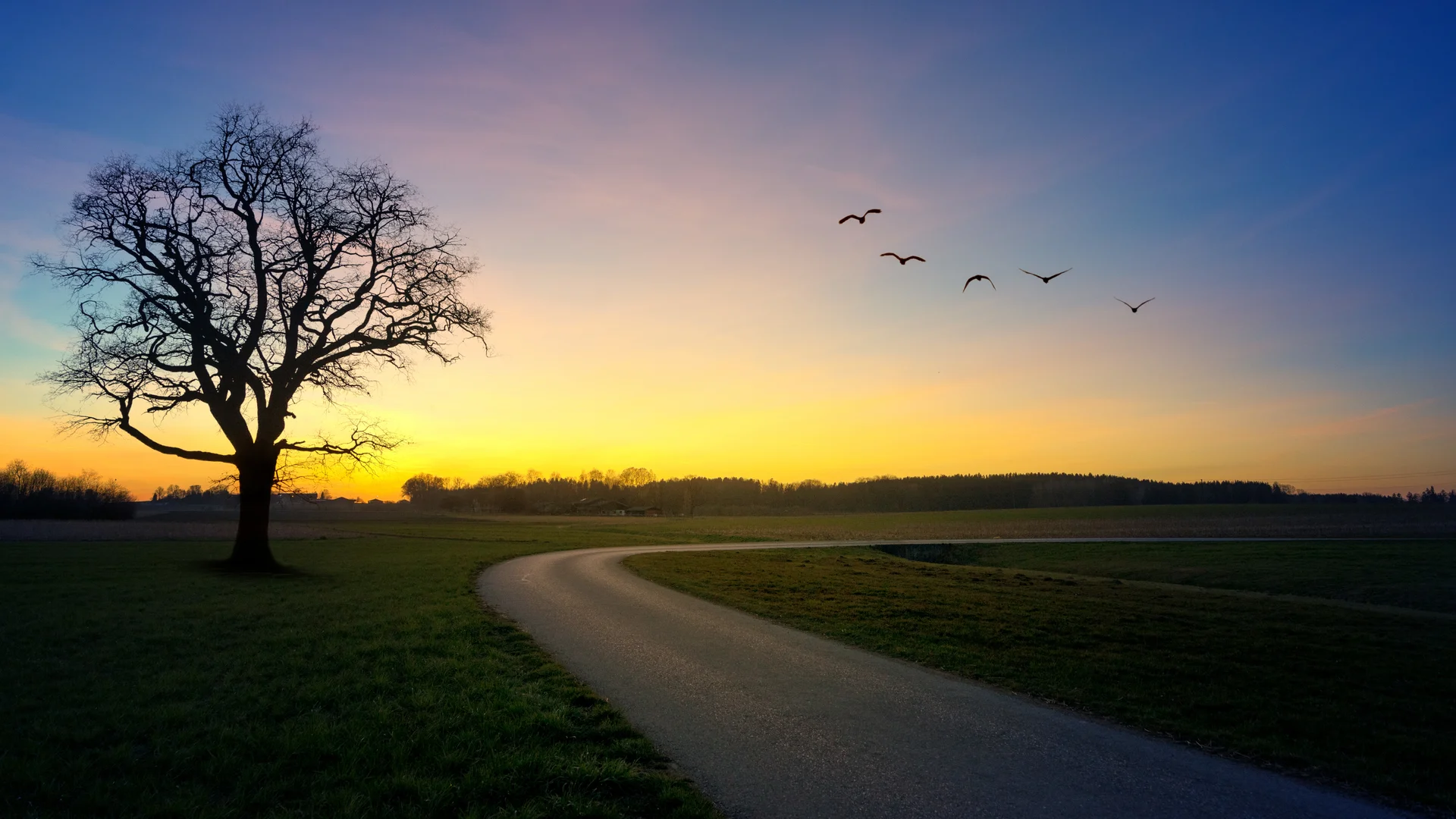 Road Beside Tree Golden Hour. Uncategorized wallpaper. 6000×3375px. Free download for personal use.