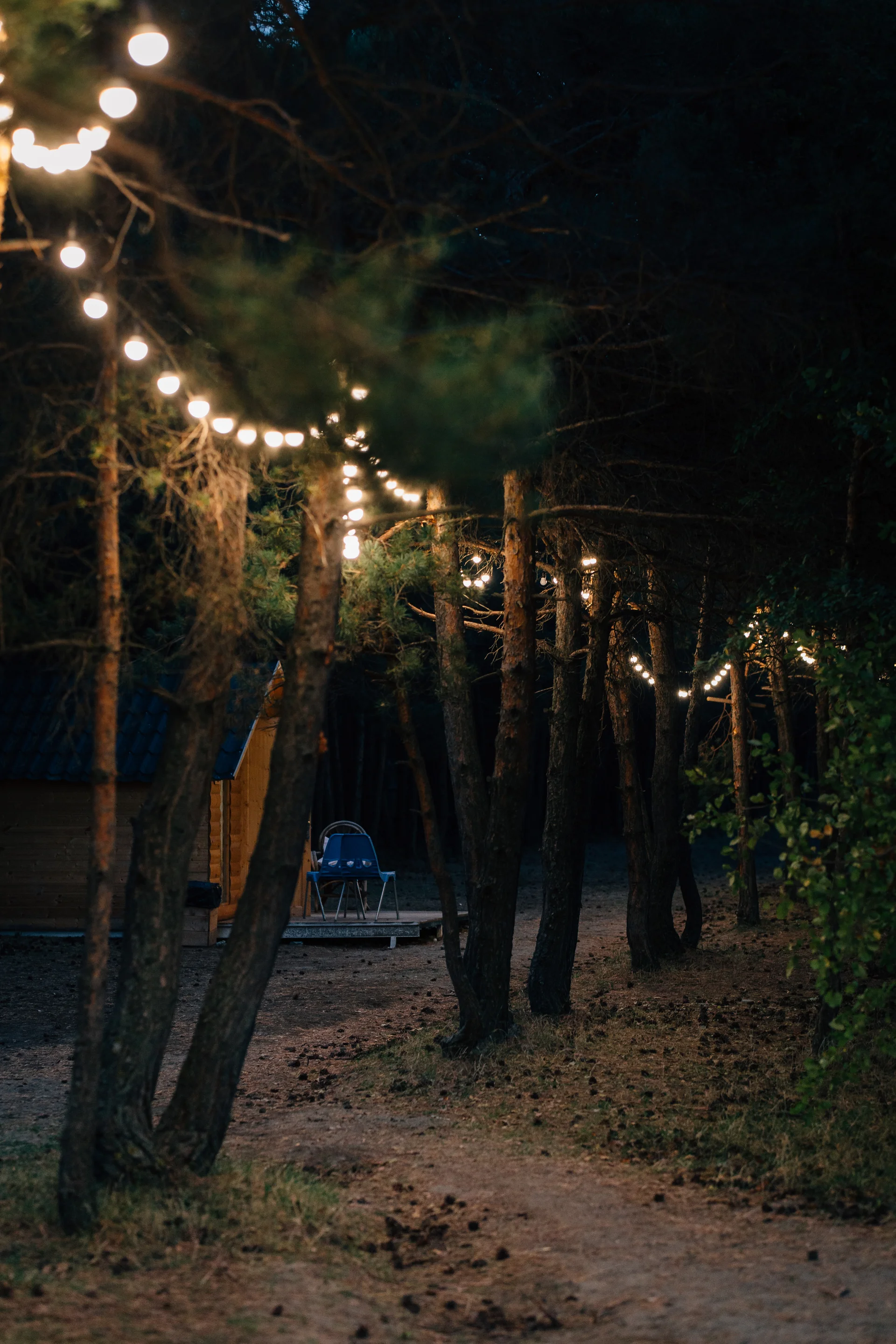 Row Trees Decorated With Hanging Light Bulbs Party Night Lake Sevan Armenia. Nature wallpaper. 3200×4800px. Free download …