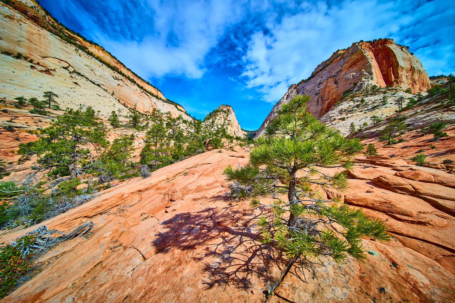 Sandstone Cliffs Pine Tree Zion National Park Desert Corridor Low Angle. Nature wallpaper. 6240×4160px. Free download for …