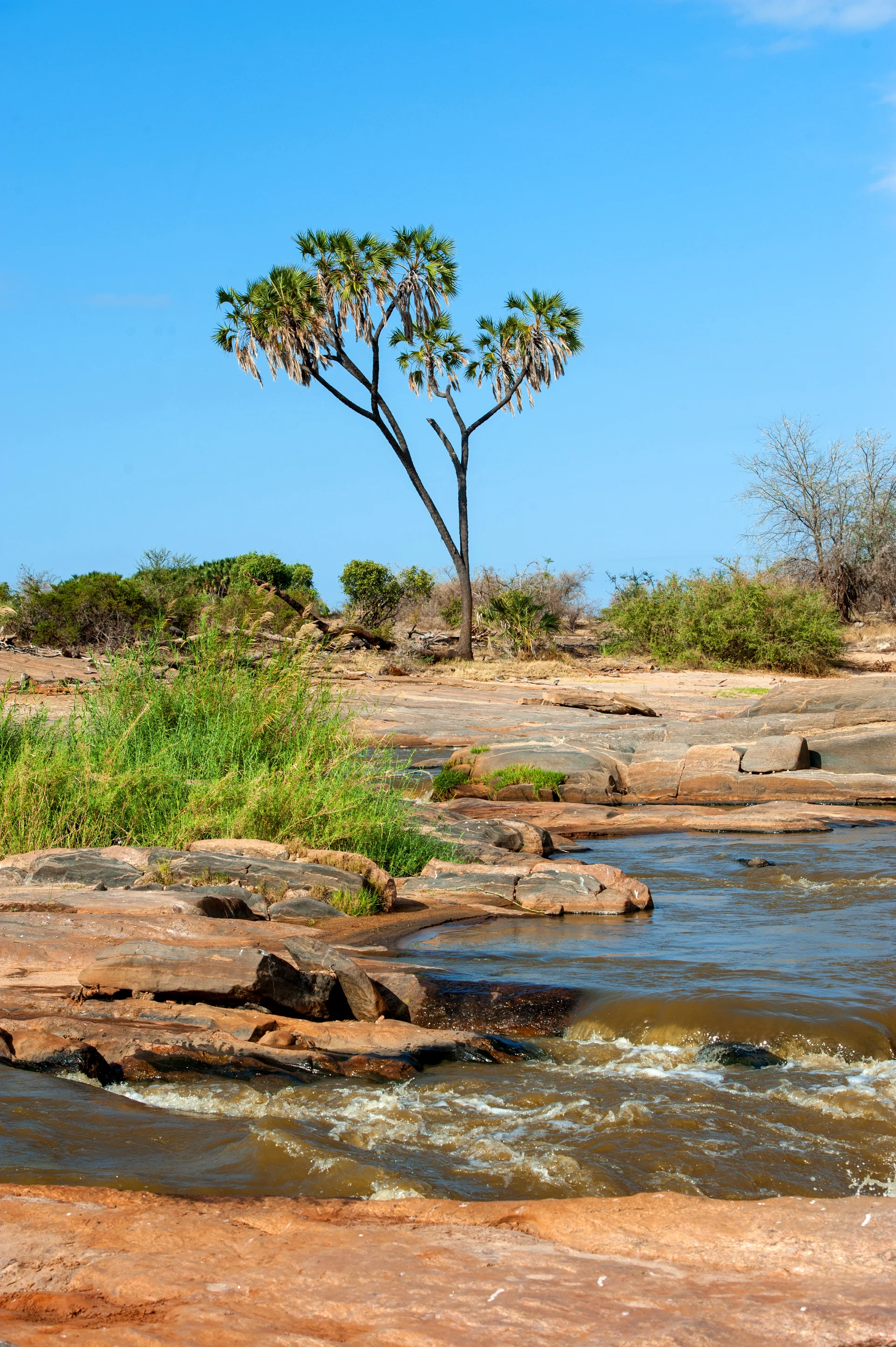 Savannah Landscape National Park Kenya Africa. Nature wallpaper. 2832×4256px. Free download for personal use.