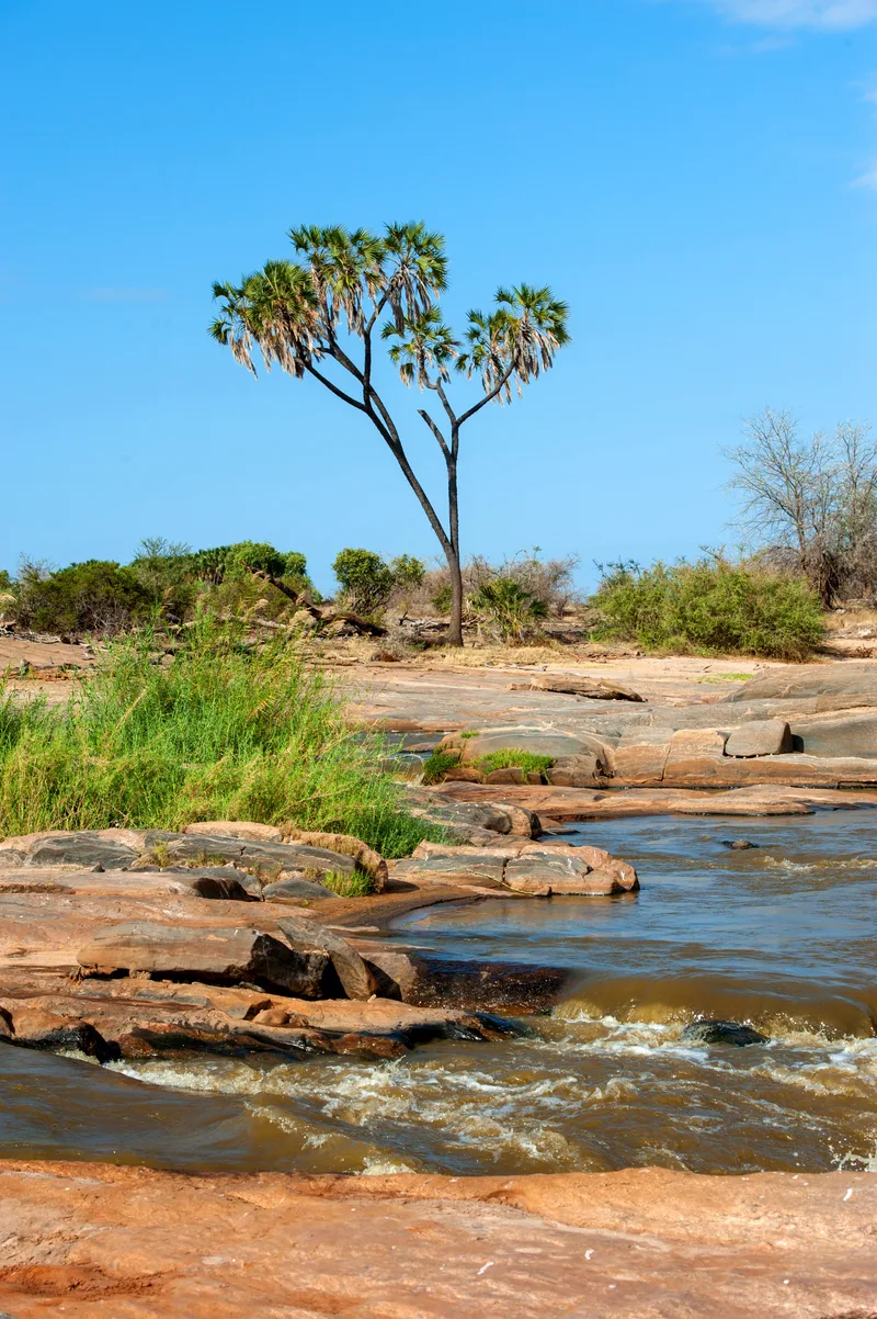 Savannah Landscape National Park Kenya Africa
