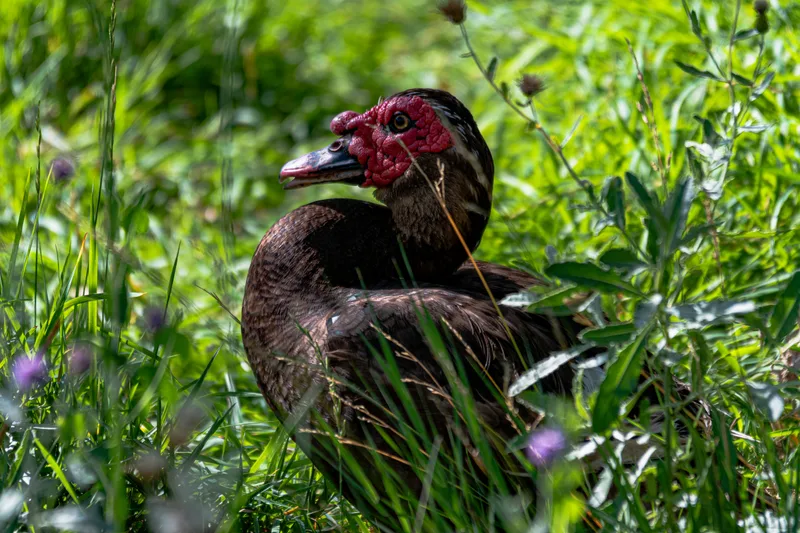 Selective Focus Shot Turkey Captured Middle Grass Covered Field