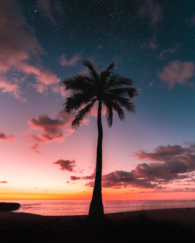 Silhouette Palm Tree Galaxy Sky Sunset