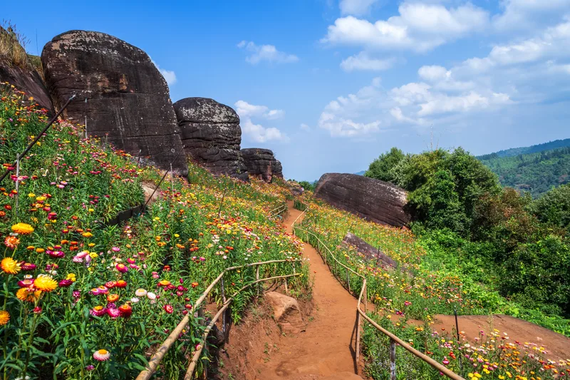Straw Flower Colourful Beautiful Green Grass Nature Garden