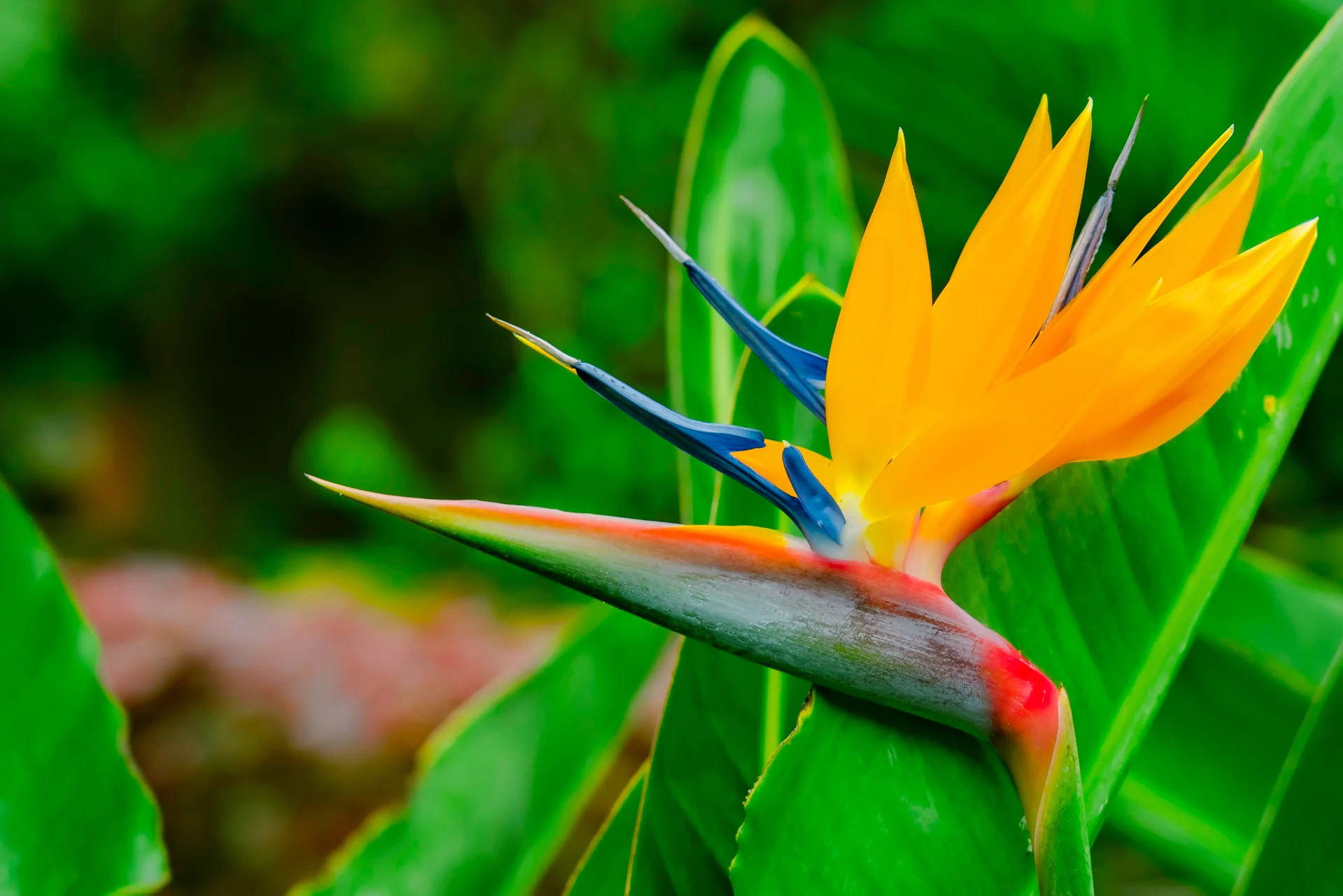 Strelitzia Reginae Beautiful Bird Paradise Flower Green Leaves Soft Focus Tropical Flower Tenerife Canary Islands Spain. N…