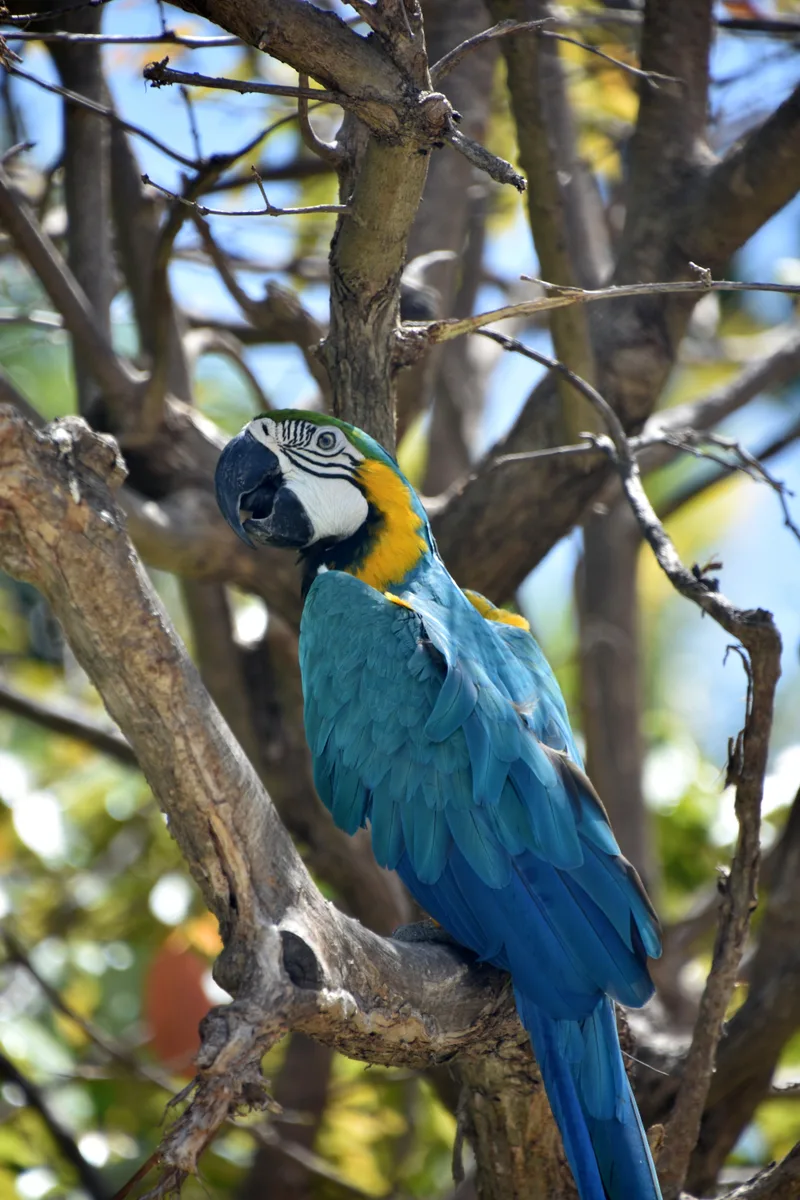 Stunning Blue Gold Parrot Tree