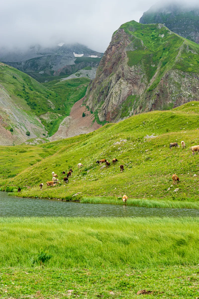Summer Landscape Artvin Province With Cows Grazing Fresh Green Mountain
