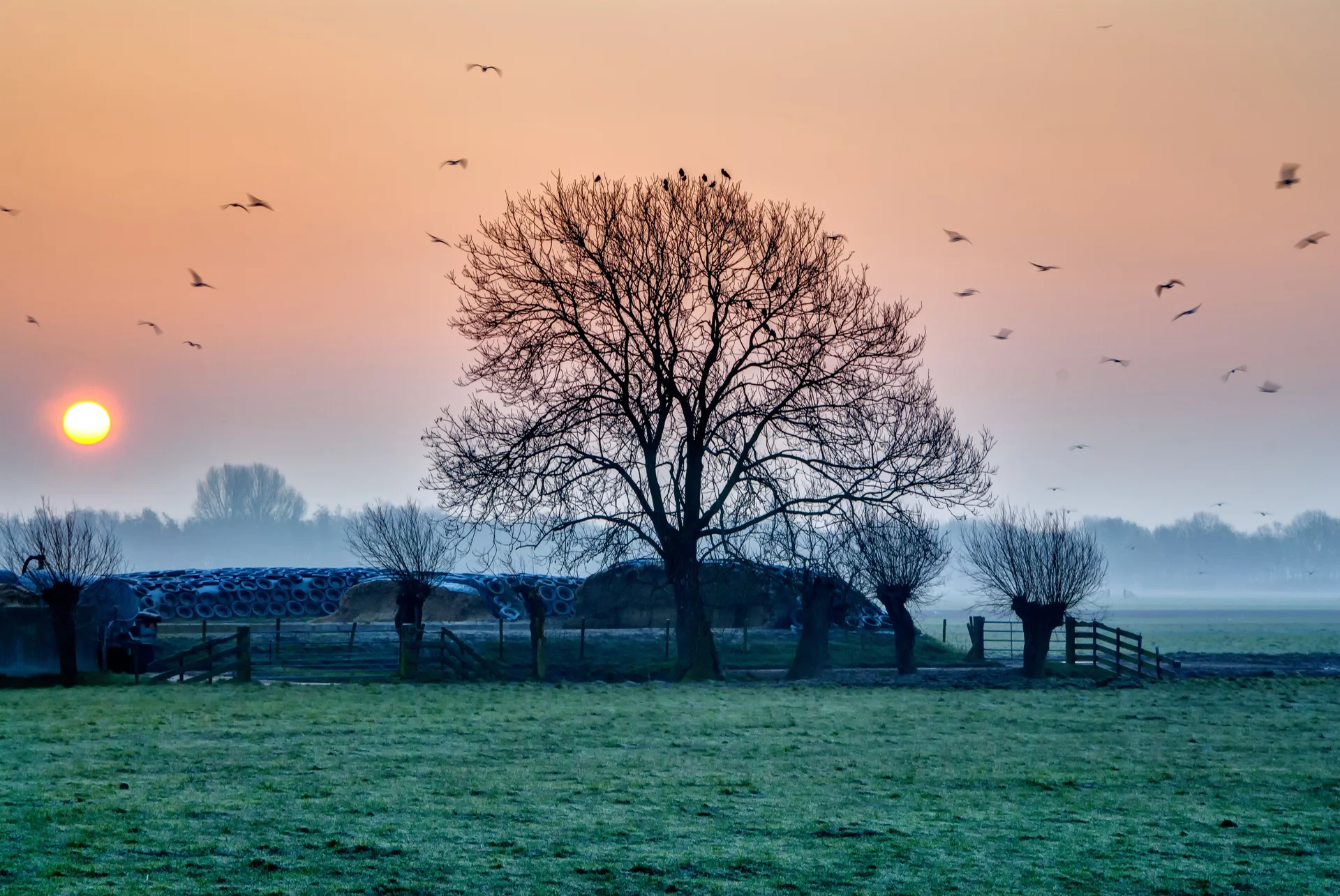 Sunrise Field With Tree Birds. Nature wallpaper. 3871×2591px. Free download for personal use.