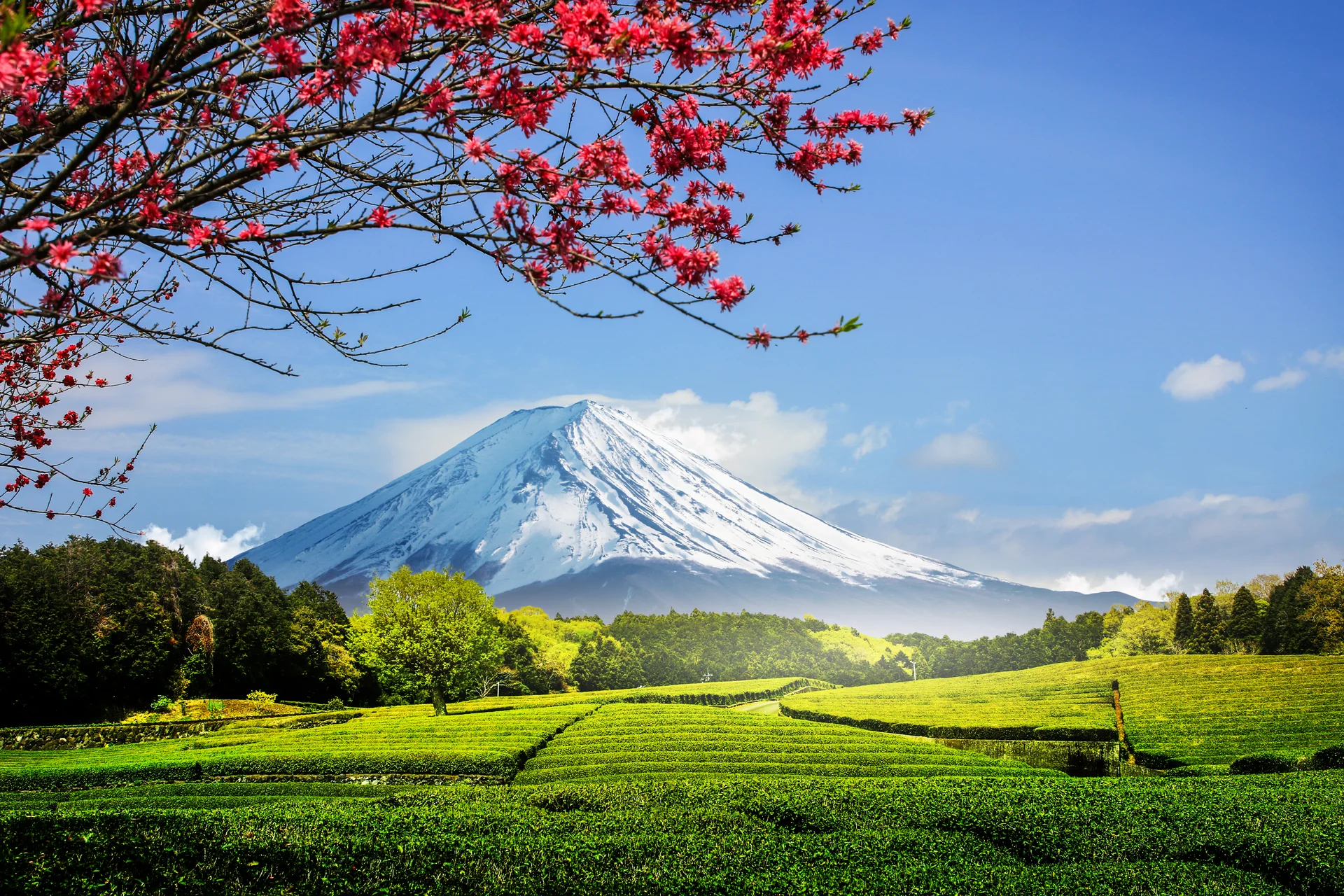 Tea Plantation Back Overlooking Mount Fuji With Clear Sky Shizuoka Obuchi Sasaba Japan. Uncategorized wallpaper. 5472×3648…