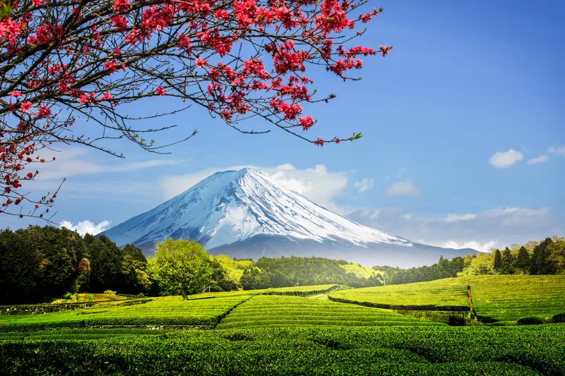 Tea Plantation Back Overlooking Mount Fuji With Clear Sky Shizuoka Obuchi Sasaba Japan