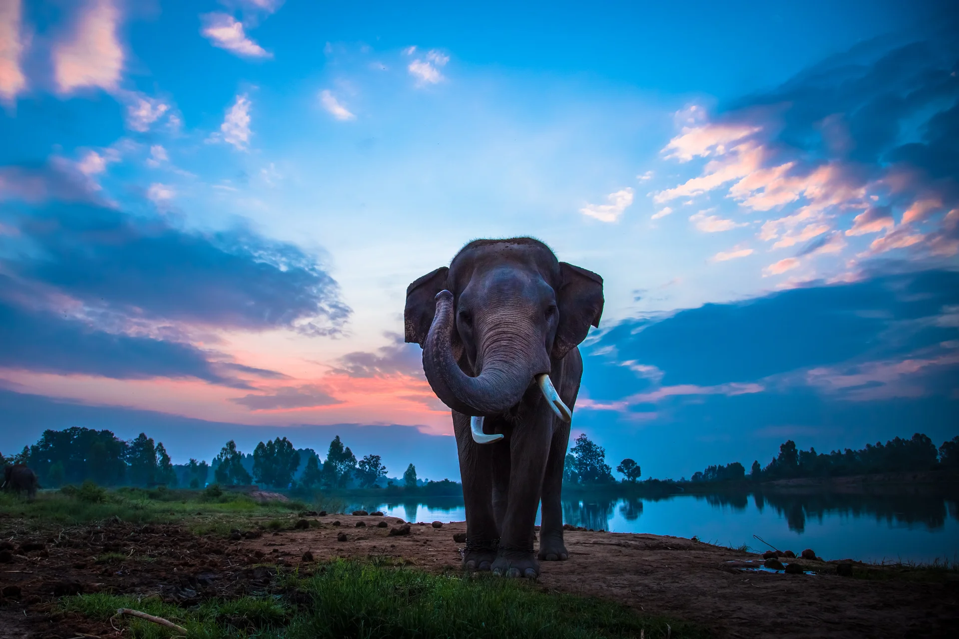 Thai Elephant. Nature wallpaper. 4786×3191px. Free download for personal use.