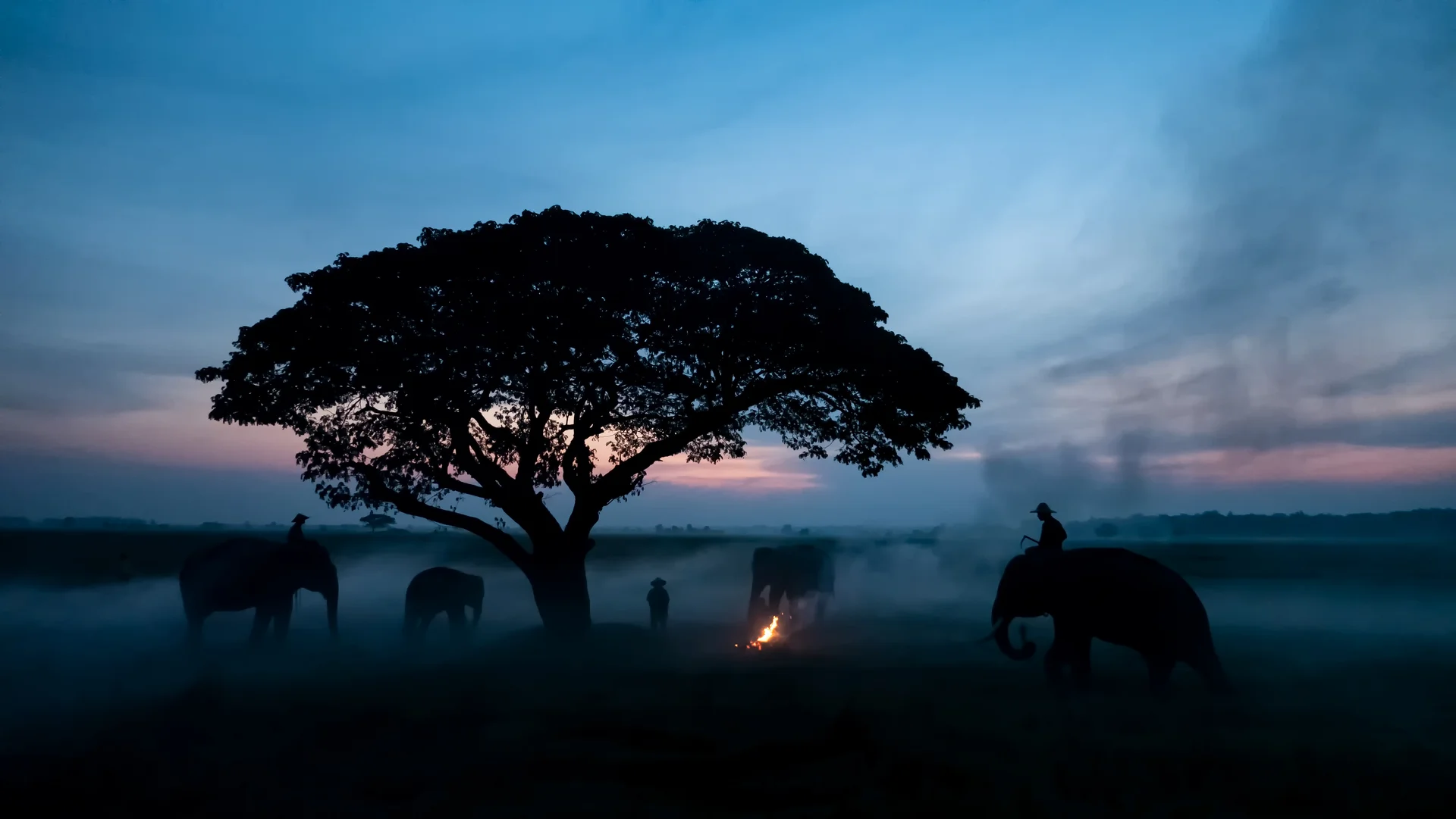 Thailand Countryside Silhouette Elephant Background Sunset Elephant Thai Surin Thailand. Nature wallpaper. 5472×3080px. Fr…