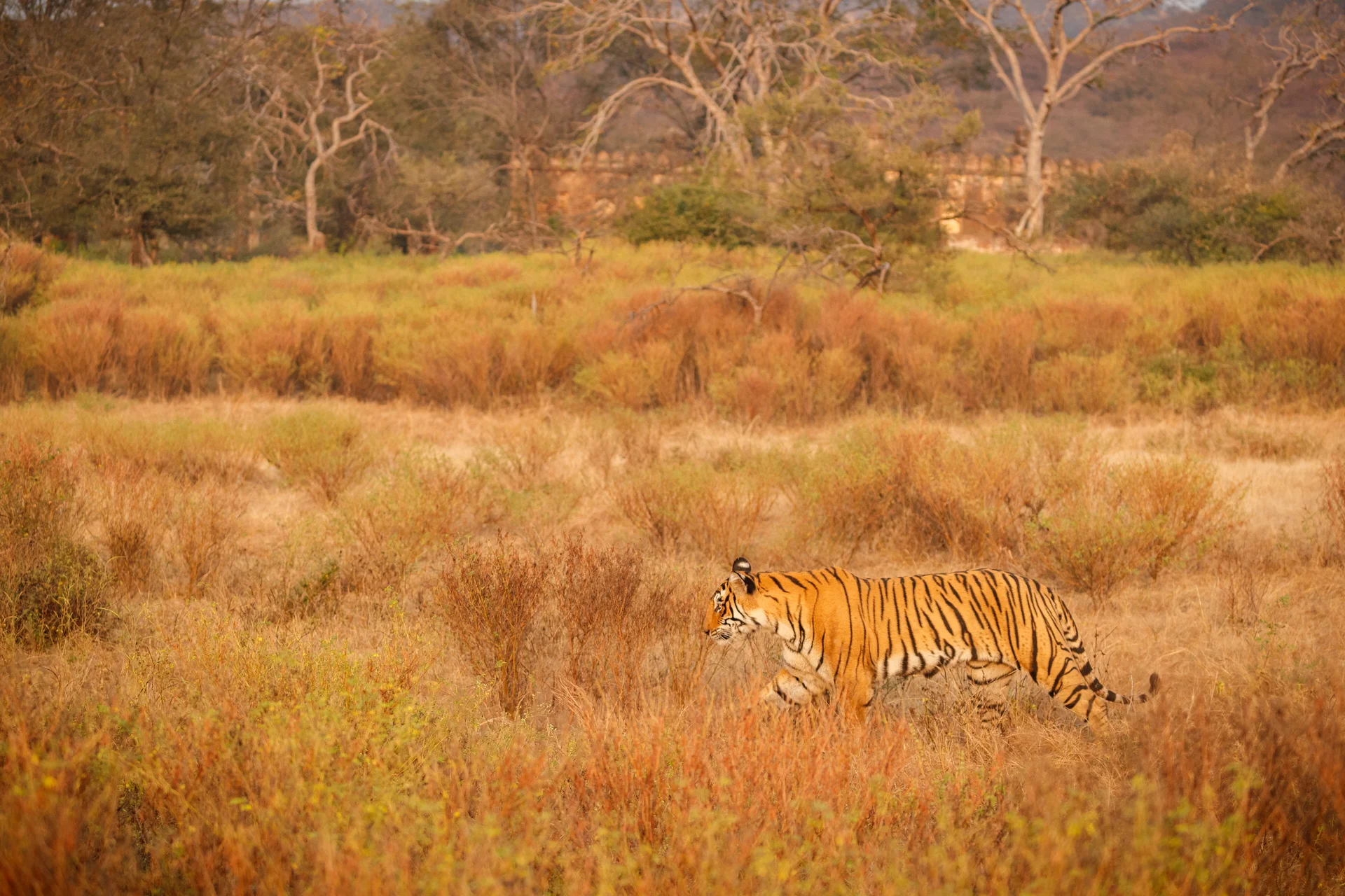 Tiger Nature Habitat Tiger Male Walking Head Composition Wildlife Scene With Danger Animal Hot Summer Rajasthan India Dry …