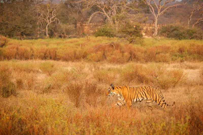 Tiger Nature Habitat Tiger Male Walking Head Composition Wildlife Scene With Danger Animal Hot Summer Rajasthan India Dry Trees With Beautiful Indian Tiger Panthera Tigris