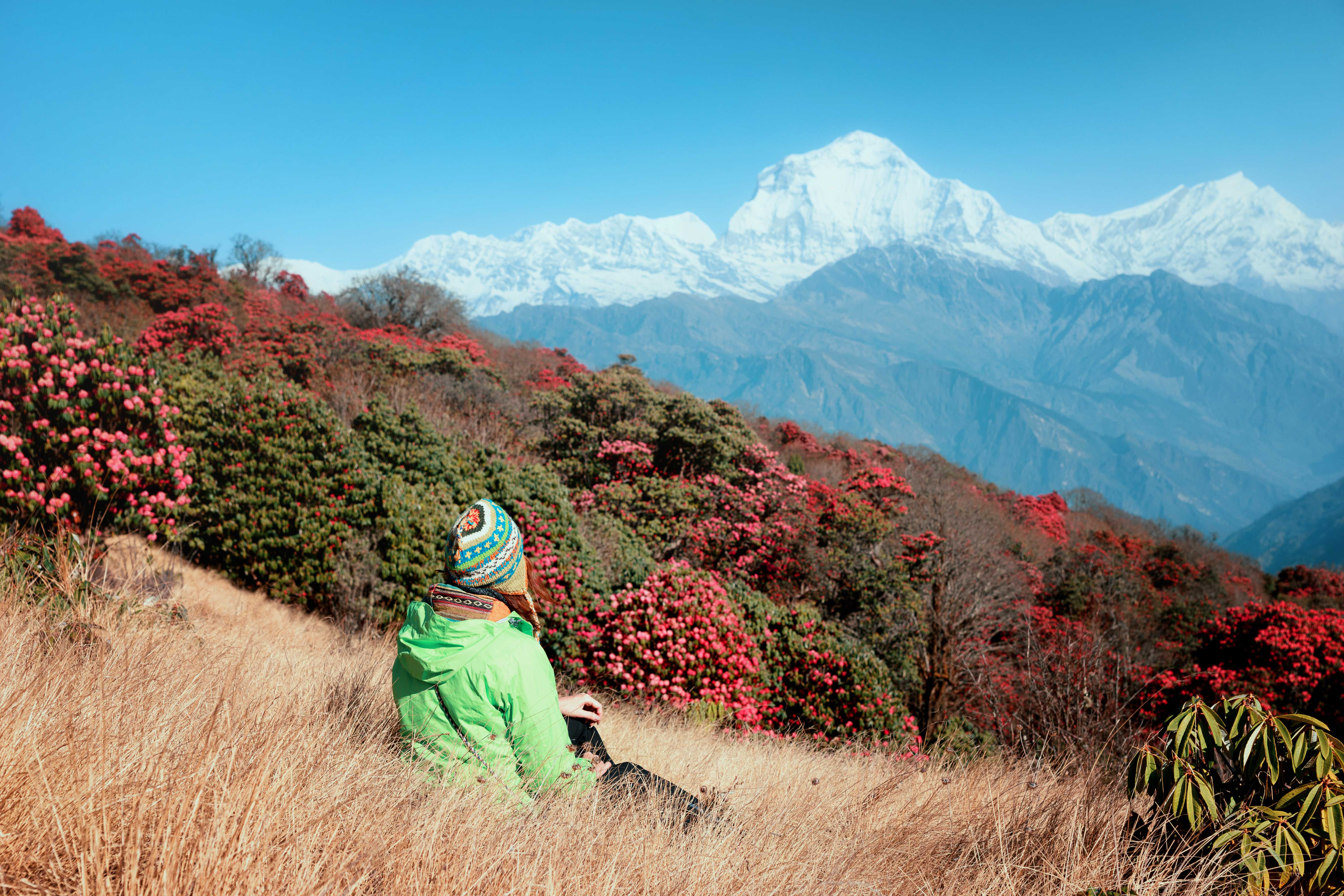 Tourist Girl Bright Nepalese Hat Sits Against Backdrop Snowy Himalayas Blooming Rhododendrons Beautiful View Flowering Rhododendron Trees Snow Mountains Nepal