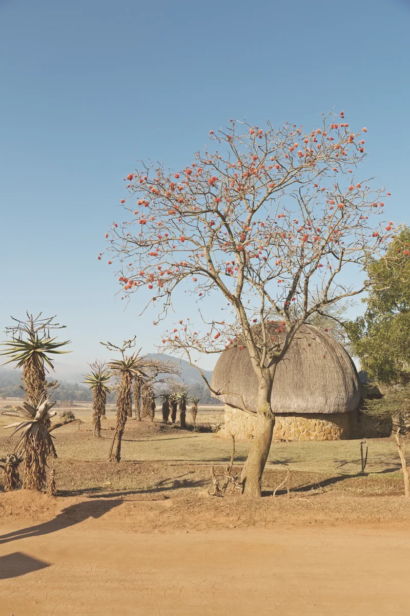 Trees Field Against Clear Blue Sky