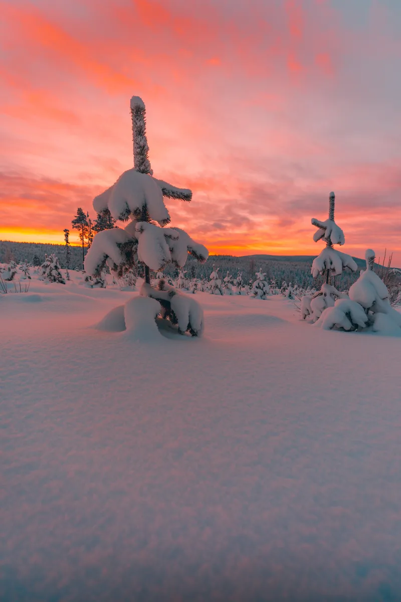 Trees Field Covered Snow Amazing Colorful Sky Norway