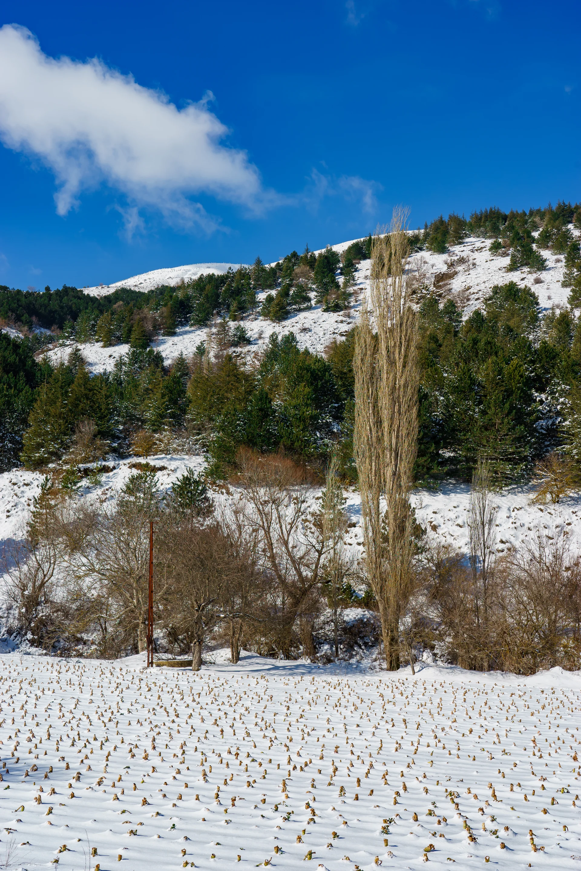 Trees Snow Snow Covered Forest Bozdag Izmir. Nature wallpaper. 4000×6000px. Free download for personal use.