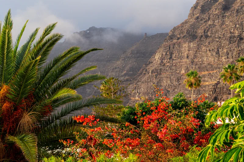 Tropical Colorful Forest With Mountain