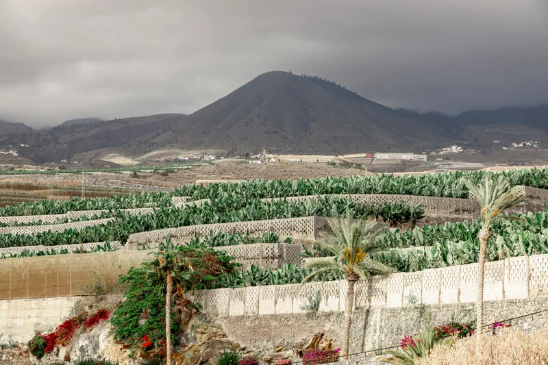Tropical Trees With Mountain Background
