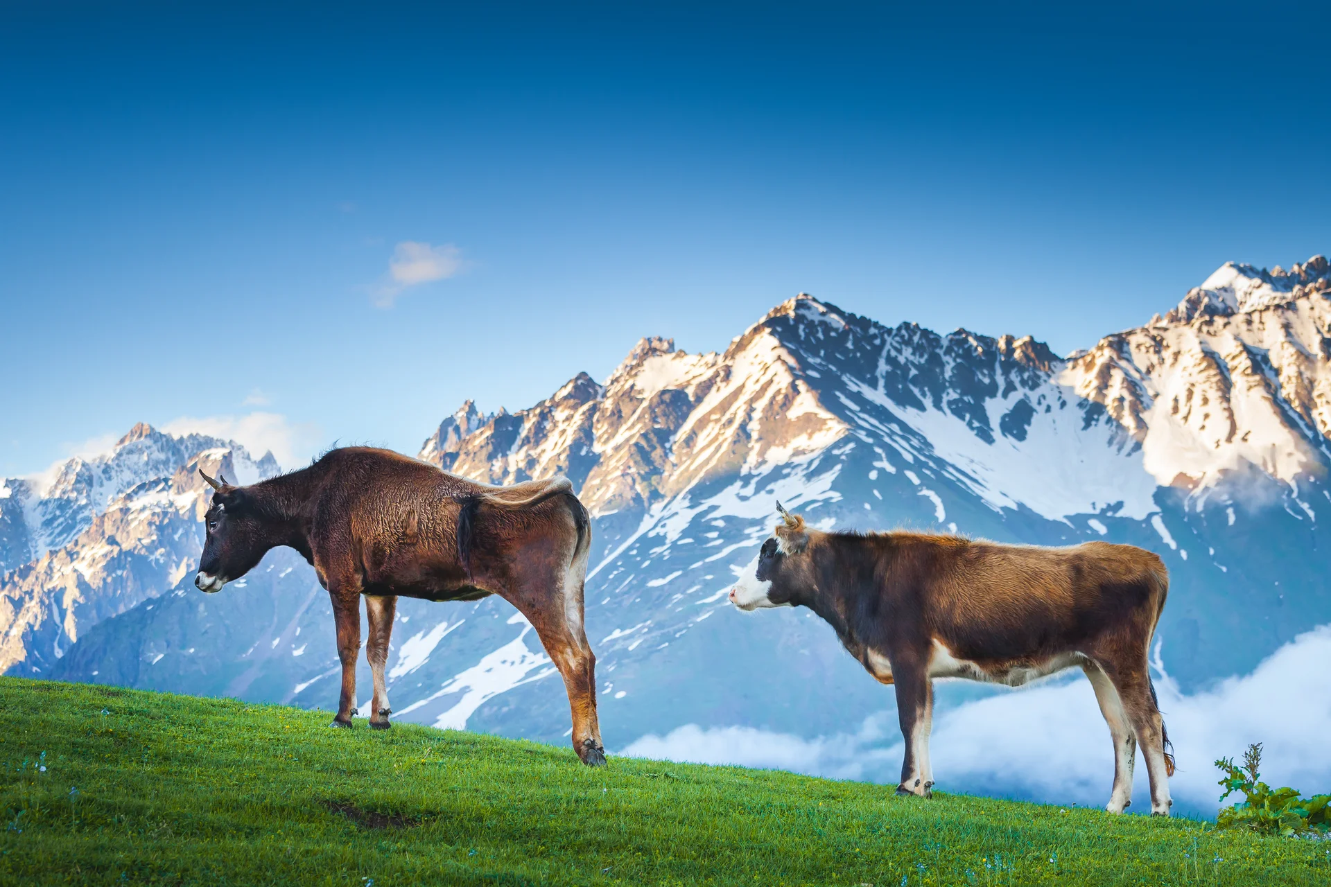 Two Brown Cows Grazing Green Mountain Pastures. Nature wallpaper. 3500×2333px. Free download for personal use.