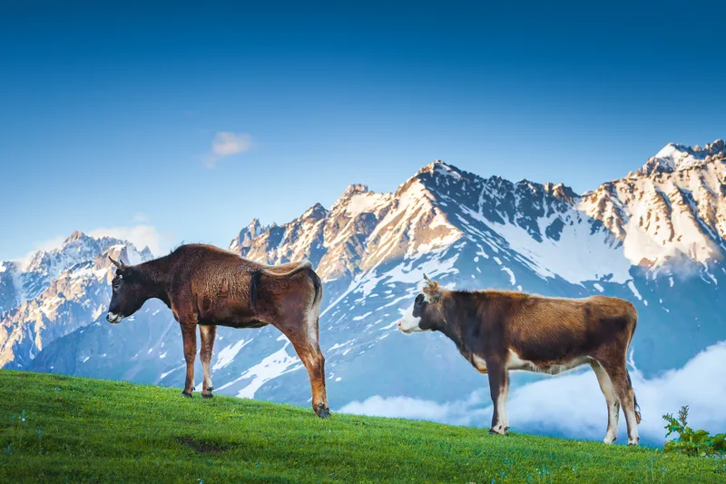 Two Brown Cows Grazing Green Mountain Pastures