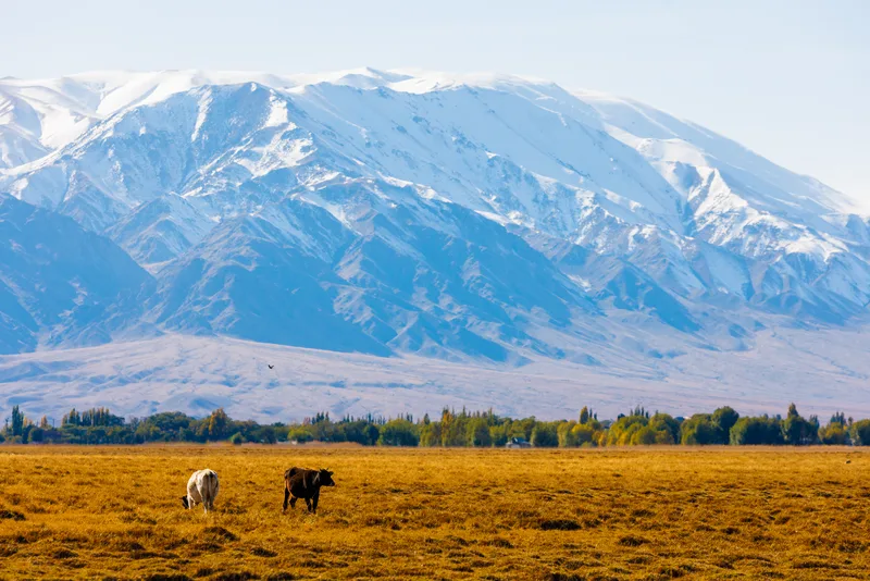 Two Cows Are Grazing Front Mountains Sunny Autumn Afternoon