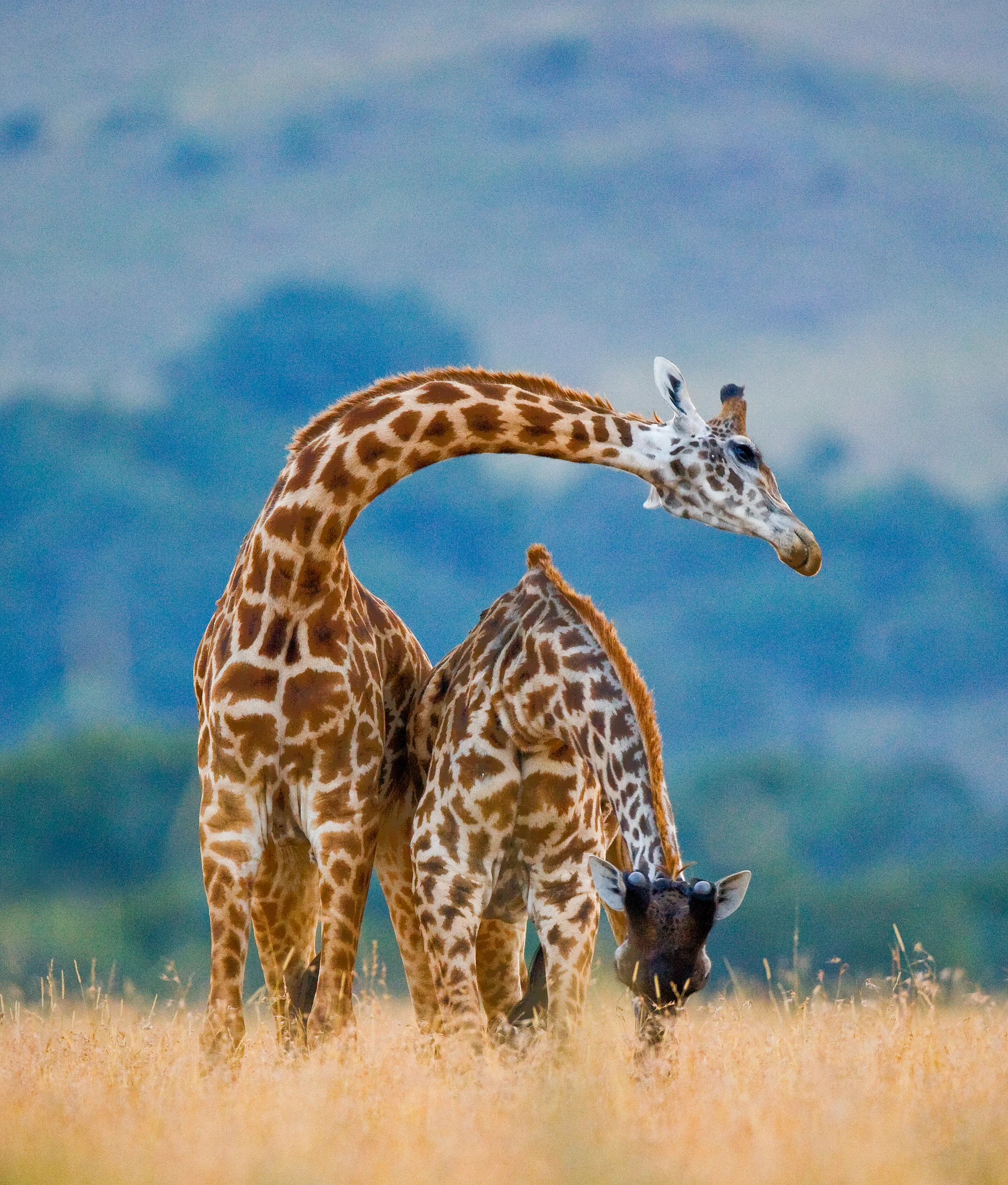 Two Giraffes Savanna. Uncategorized wallpaper. 3096×3640px. Free download for personal use.