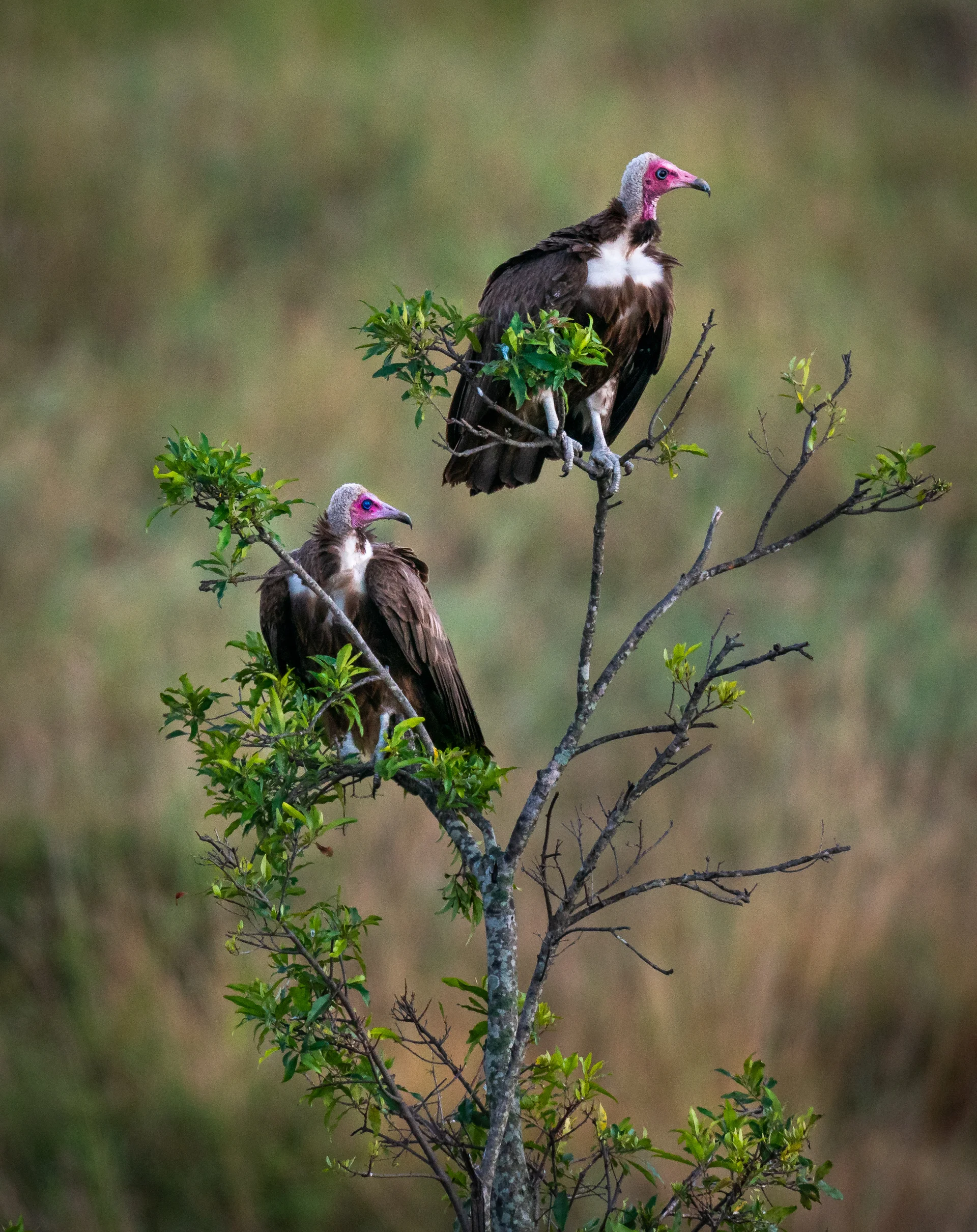 Two Hooded Vultures Perching Tree. Uncategorized wallpaper. 2610×3290px. Free download for personal use.