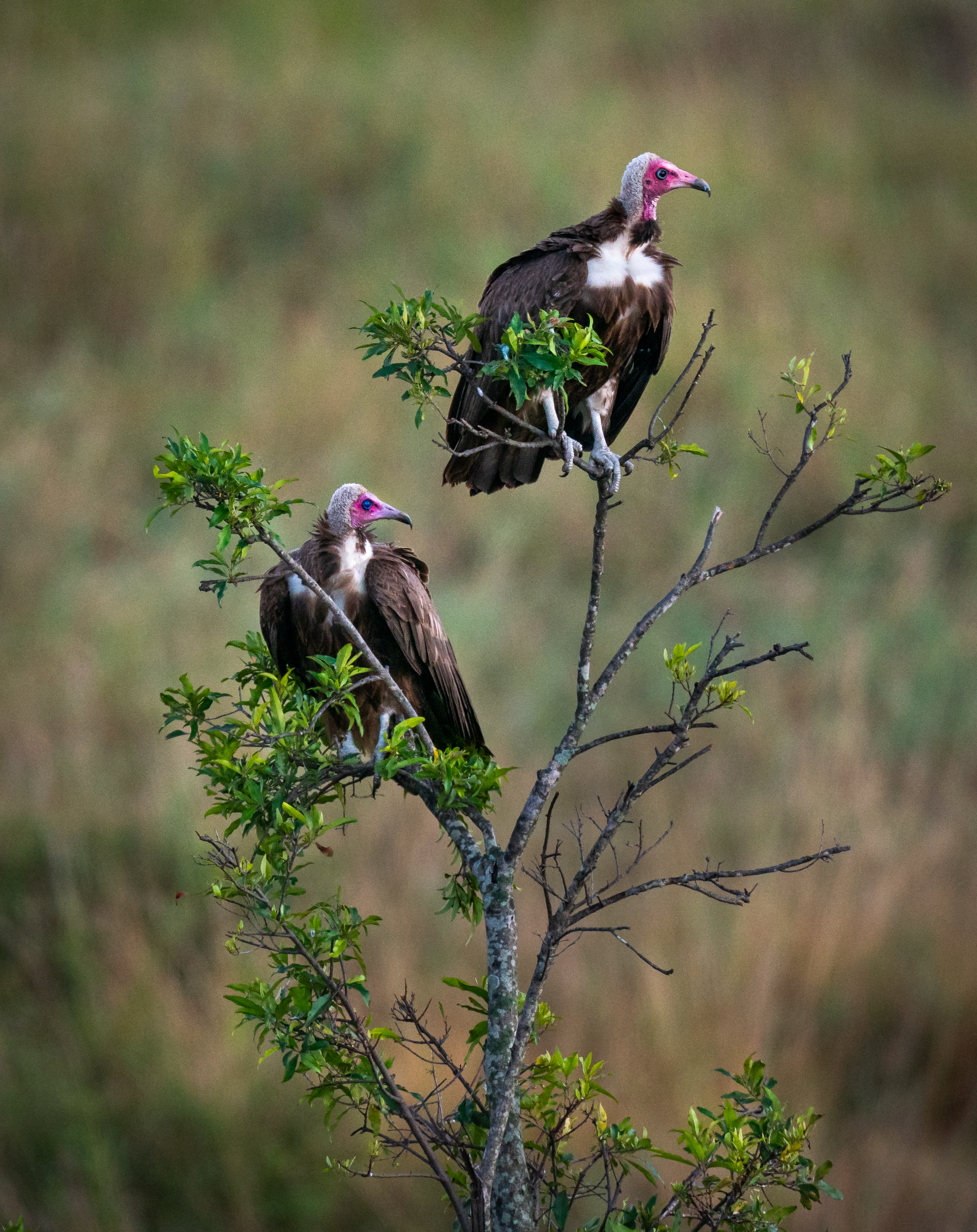 Two Hooded Vultures Perching Tree