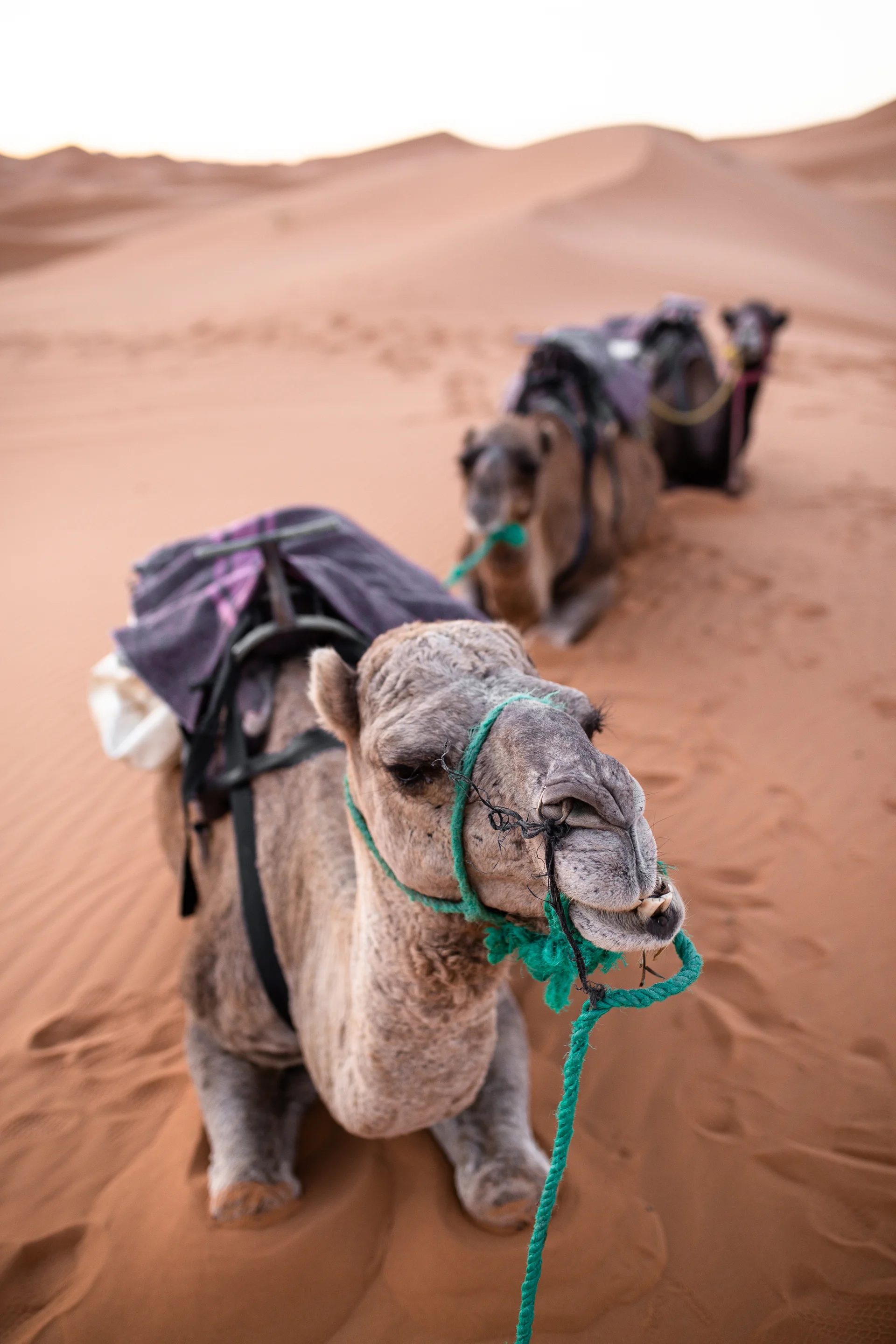 Vertical Closeup Shot Camel Sitting Sand Desert. Uncategorized wallpaper. 3648×5472px. Free download for personal use.