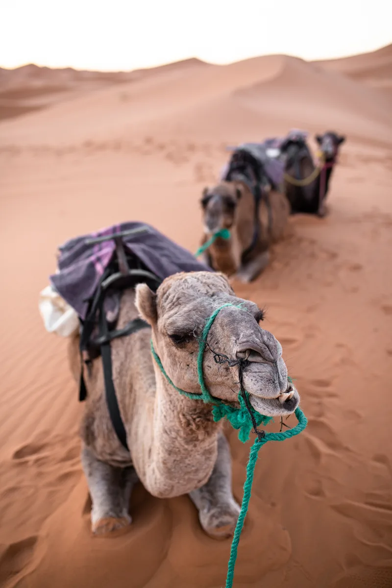 Vertical Closeup Shot Camel Sitting Sand Desert