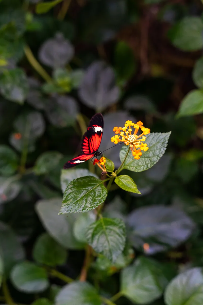 Vertical Closeup Shot Red Butterfly Sitting Flowe