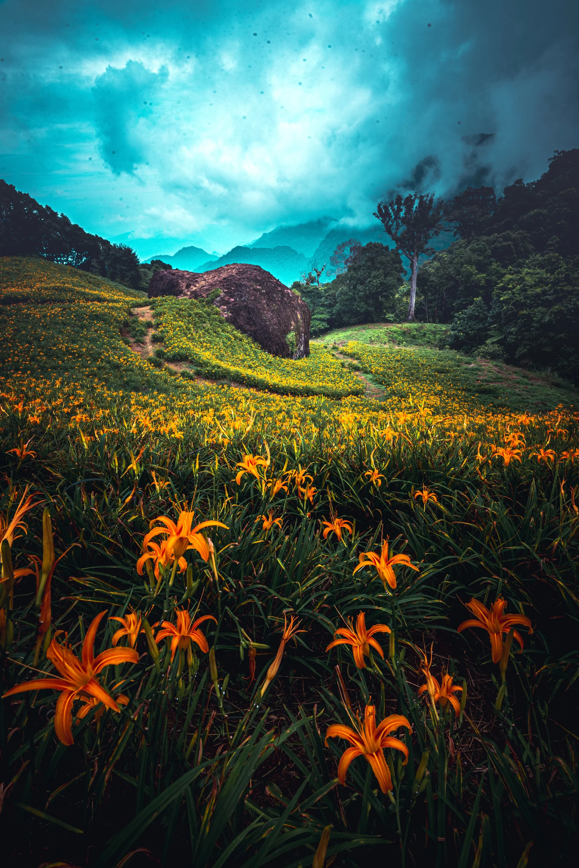 Vertical Orange Lily Field Cloudy Dark Sky. Nature wallpaper. 4016×6016px. Free download for personal use.