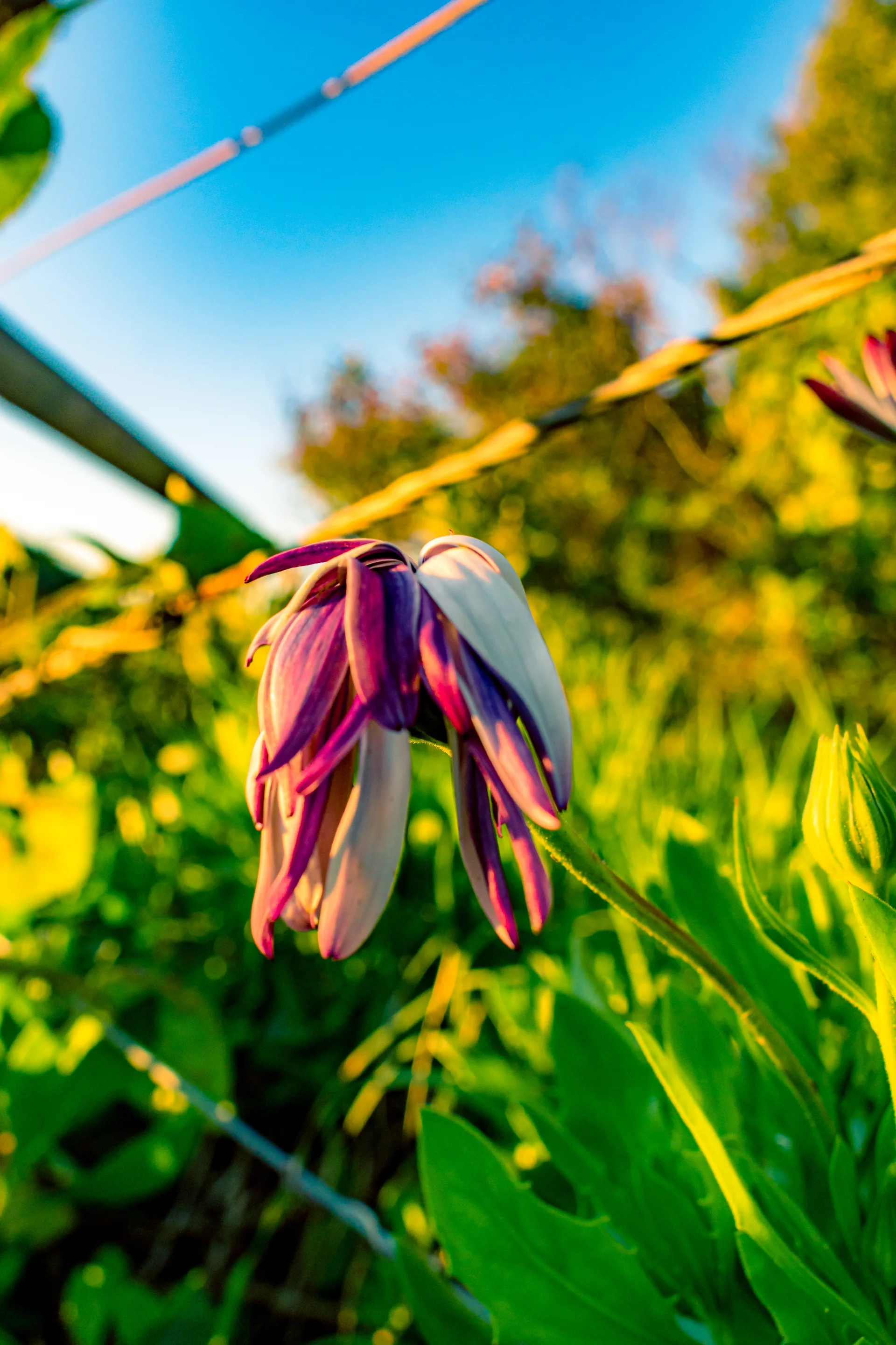 Vertical Selective Focus Shot Wilted Colorful Flower Field Mobile Wallpaper. Nature wallpaper. 4000×6000px. Free download …