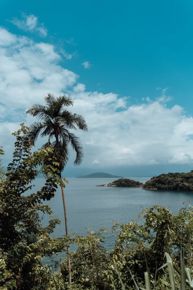 Vertical Shot Beautiful Palm Trees Beach View Rio De Janeiro