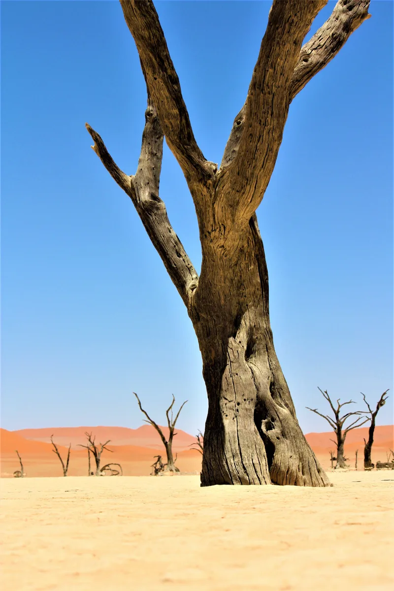 Vertical Shot Big Leafless Tree Desert With Sand Dunes Clear Sky