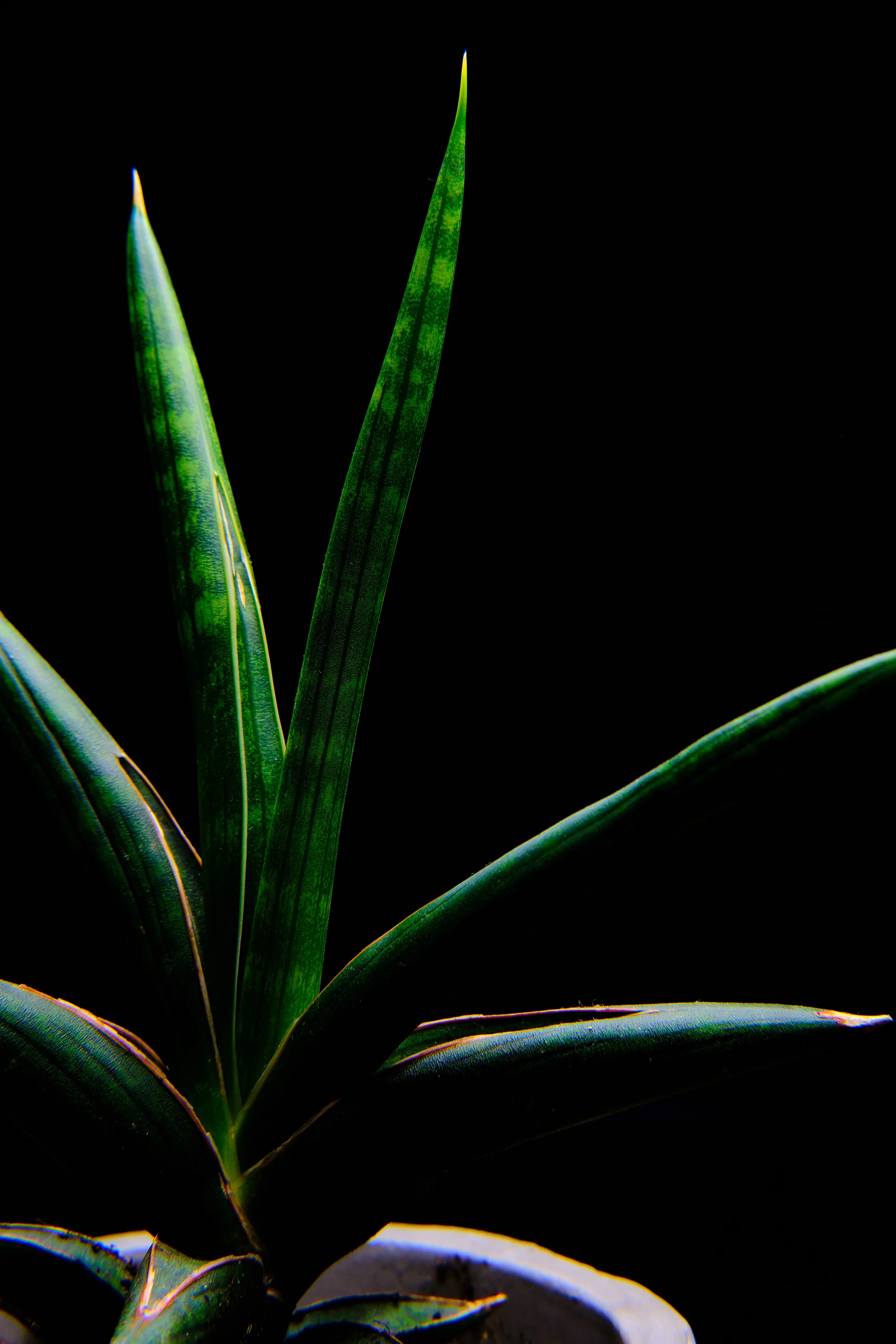 Vertical Shot Green Leaves Plant Dark. Dark wallpaper. 4160×6240px. Free download for personal use.