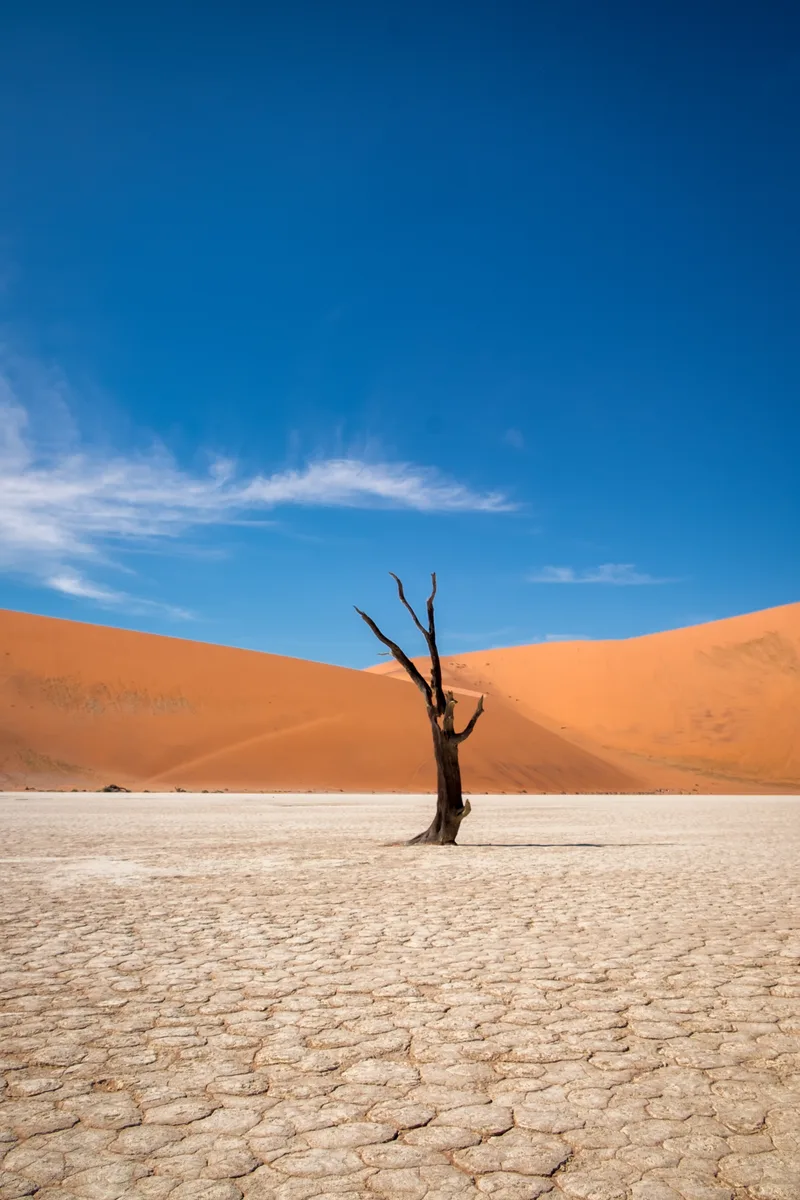 Vertical Shot Leafless Tree Desert With Sand Dunes