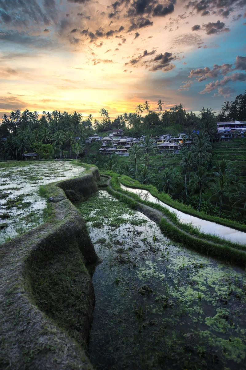 Vertical Shot Rice Terraces Bali Indonesia