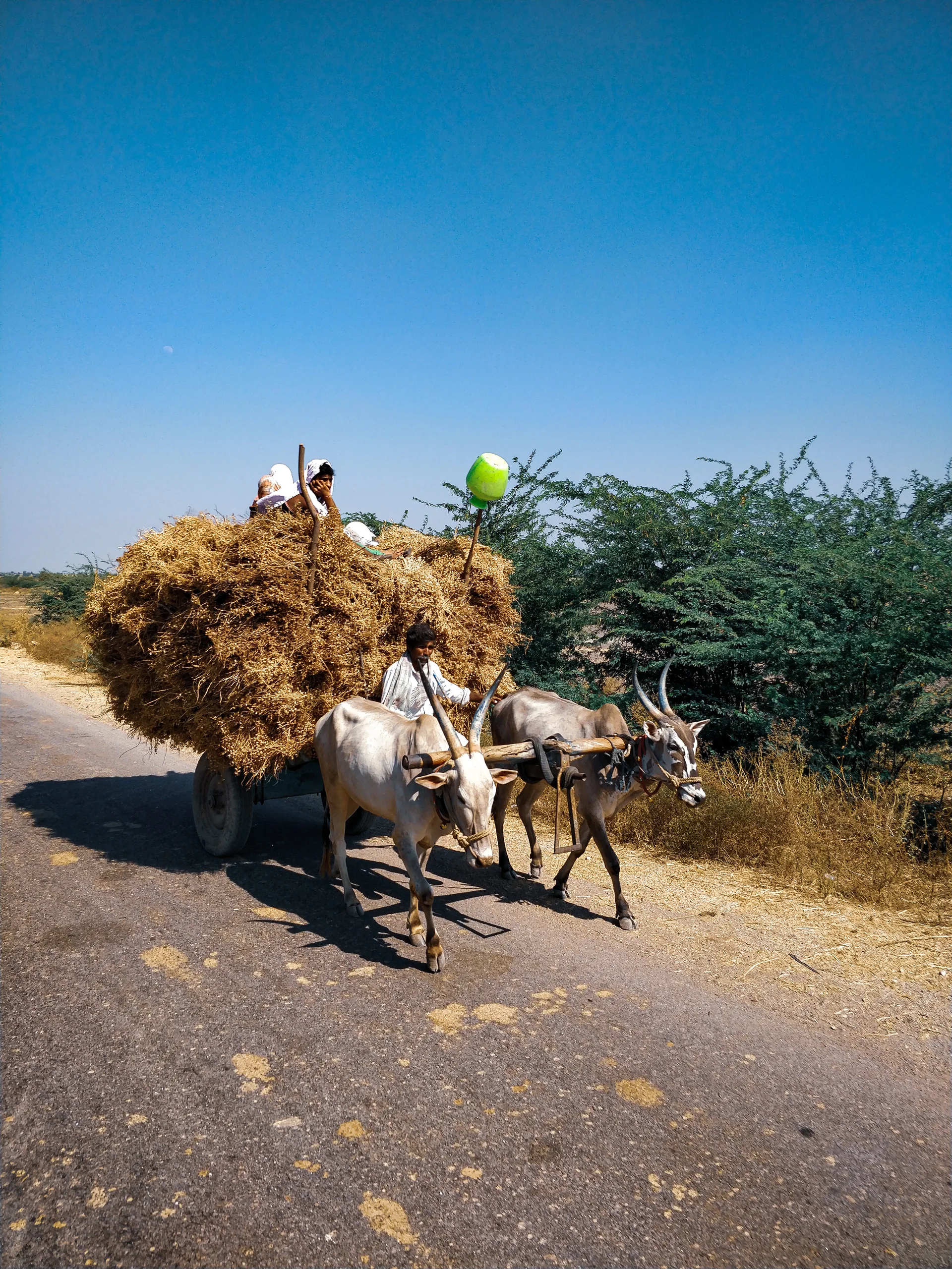 View Cows Carrying Goods Road Against Clear Blue Sky. Nature wallpaper. 3456×4608px. Free download for personal use.