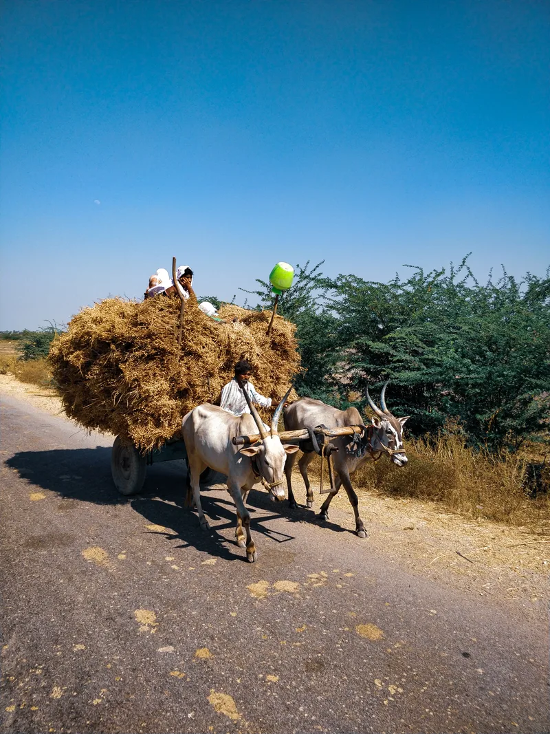 View Cows Carrying Goods Road Against Clear Blue Sky