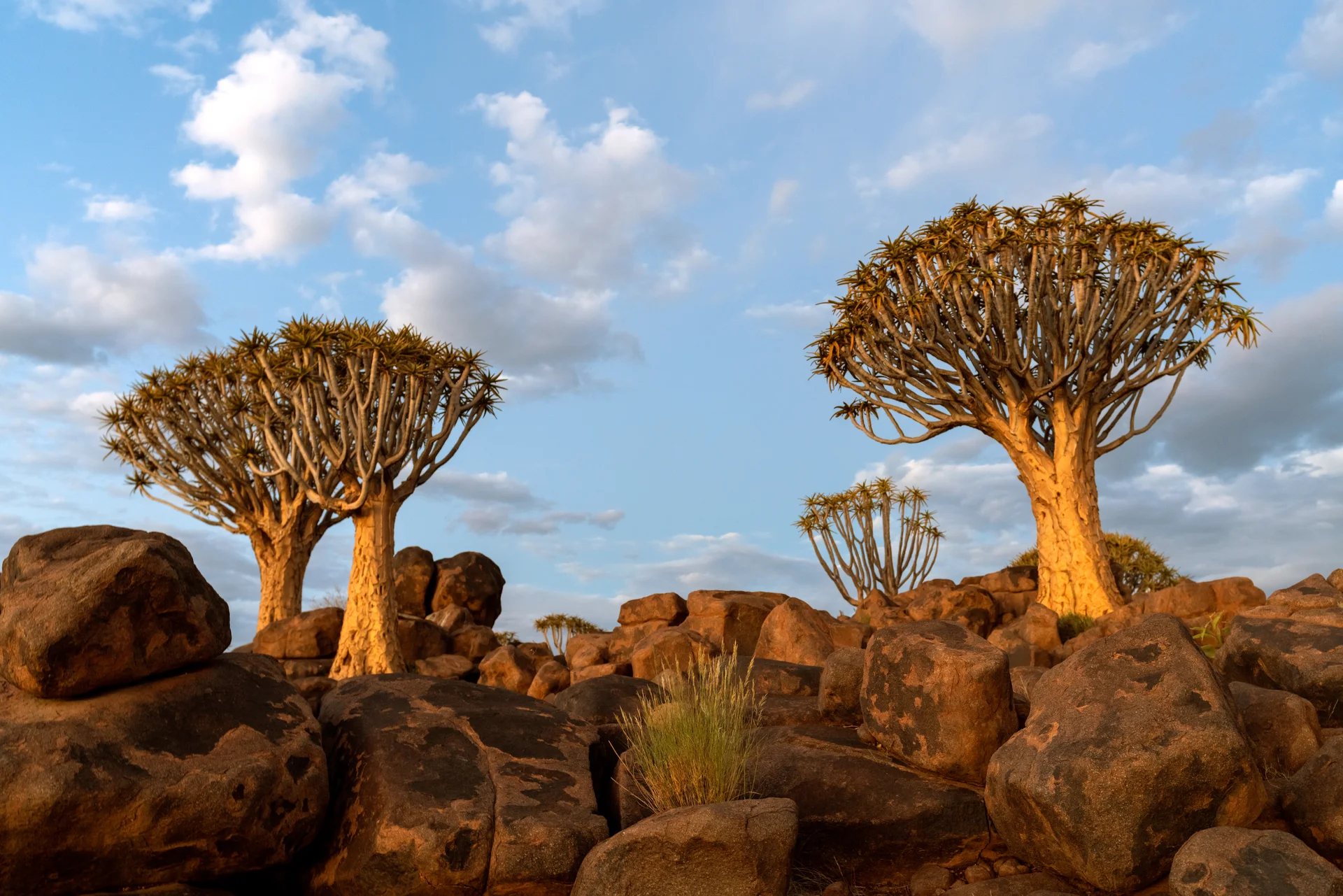 View Quiver Trees Forest With Beautiful Sky Sunset Twilight Sky Scene Keetmanshoop Namibia. Nature wallpaper. 7952×5304px.…