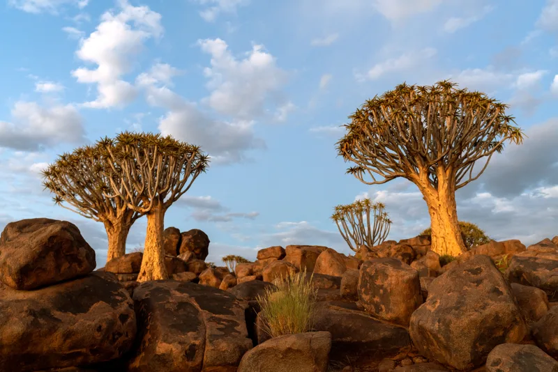 View Quiver Trees Forest With Beautiful Sky Sunset Twilight Sky Scene Keetmanshoop Namibia