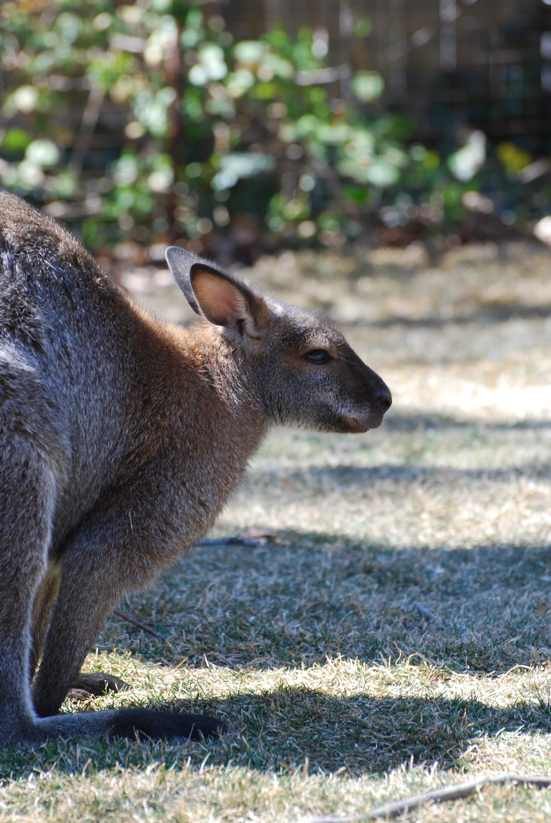 Wallaby With His Ears Pulled Back. Uncategorized wallpaper. 2592×3872px. Free download for personal use.