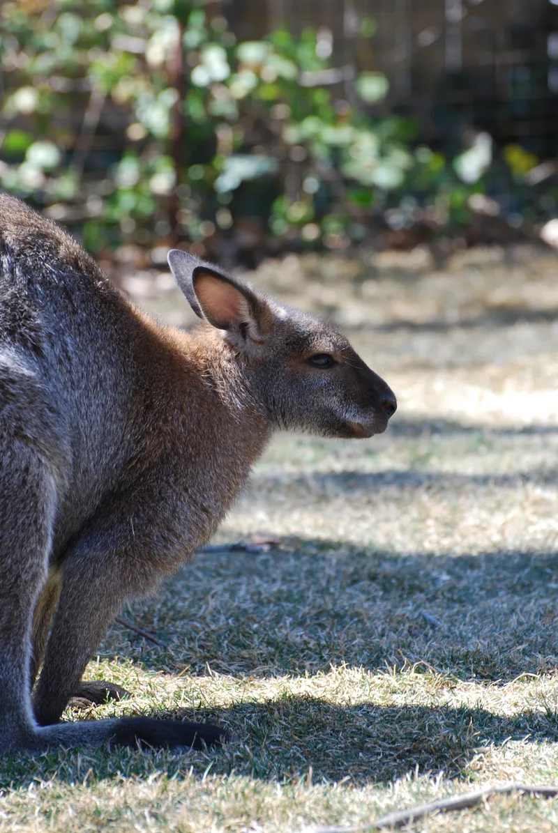 Wallaby With His Ears Pulled Back