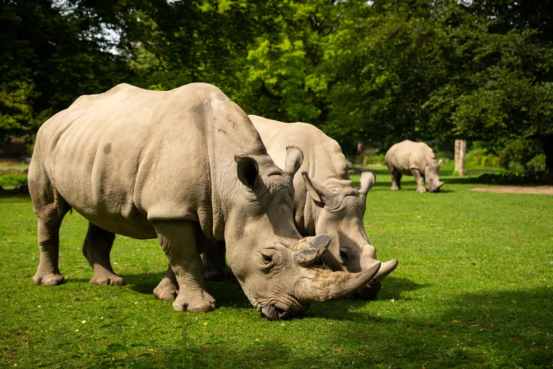 White Rhinoceros Beautiful Nature Looking Habitat Wild Animals Captivity Prehistoric Endangered Species Zoo